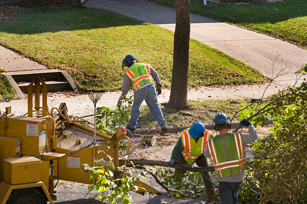 Why Choose Our Tree Removal Services in Rushville, IL?