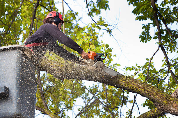 Rushville, IL  Tree Services Company